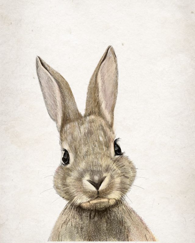 Conejitos — foto 4